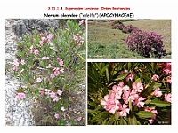 AtlasFlora 5 035 Nerium oleander