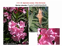AtlasFlora 5 036 Nerium oleander-2