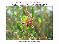 AtlasFlora 5 040 Periploca angustifolia