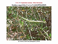AtlasFlora 5 041 Periploca angustifolia-2