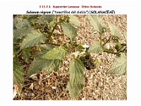 AtlasFlora 5 042 Solanum nigrum
