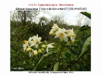 AtlasFlora 5 043 Solanum bonariense