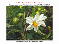 AtlasFlora 5 044 Solanum bonariense-2