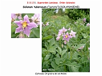 AtlasFlora 5 047 Solanum tuberosum