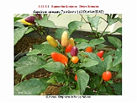 AtlasFlora 5 049 Capsicum annuum