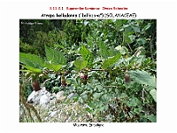 AtlasFlora 5 050-1 Atropa belladonna