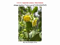 AtlasFlora 5 051 Atropa baetica