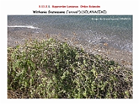 AtlasFlora 5 053-1 Whitania frutescens
