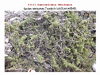 AtlasFlora 5 056 Lycium intricatum-2