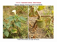 AtlasFlora 5 062 Datura innoxia