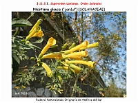 AtlasFlora 5 063 1 Nicotiana glauca