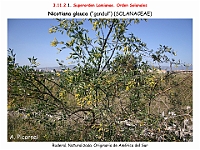 AtlasFlora 5 063 2 Nicotiana glauca