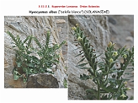 AtlasFlora 5 064 Hyoscyamus albus