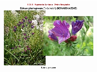 AtlasFlora 5 073 Echium plantagineum