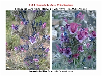 AtlasFlora 5 075 Echium albicans albicans 2