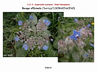 AtlasFlora 5 077 Borago officinalis