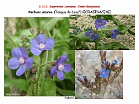 AtlasFlora 5 078 Anchusa azurea