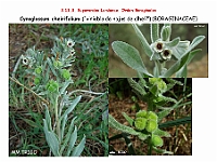 AtlasFlora 5 080 Cynoglossum cheirifolium