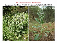AtlasFlora 5 081 Cynoglossum cheirifolium 2