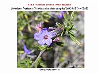 AtlasFlora 5 084 Lythodora fruticosa