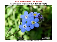 AtlasFlora 5 085 Myosotis decumbens