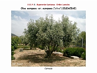 AtlasFlora 5 086 Olea europaea europaea