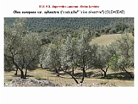 AtlasFlora 5 089 Olea europaea sylvestris