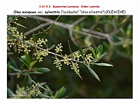 AtlasFlora 5 090 Olea europaea sylvestris 2