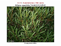 AtlasFlora 5 091 Phillyrea angustifolia