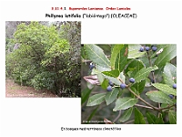 AtlasFlora 5 092 Phillyrea latifolia