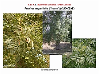 AtlasFlora 5 094 Fraxinus angustifolia