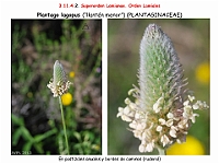 AtlasFlora 5 097 Plantago lagopus