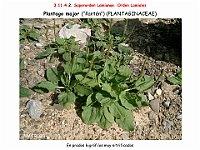 AtlasFlora 5 099 Plantago major