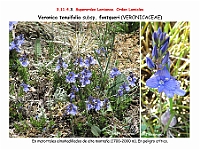 AtlasFlora 5 106 Veronica tenuifolia fontqueri