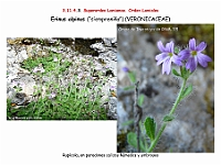 AtlasFlora 5 107 Erinus alpinus