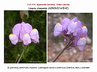 AtlasFlora 5 109 Linaria clementei 2