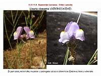 AtlasFlora 5 110 Linaria clementei 3
