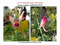 AtlasFlora 5 111 Linaria aeruginea