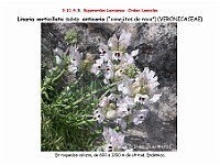 AtlasFlora 5 113 Linaria verticillata anticaria