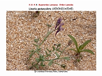 AtlasFlora 5 115 Linaria pedunculata