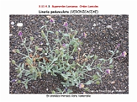 AtlasFlora 5 116 linaria pedunculata 2