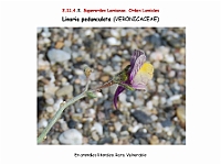 AtlasFlora 5 117 Linaria pedunculata 3