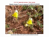 AtlasFlora 5 121 Linaria viscosa
