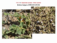 AtlasFlora 5 123-1 Kichxia lanigera