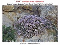 AtlasFlora 5 127-1 Chaenorhinum villosum