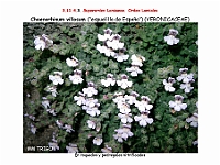 AtlasFlora 5 127 Chaenorhinum villosum