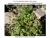AtlasFlora 5 131-1 Veronica cymbalaria
