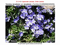 AtlasFlora 5 131-2 Veronica nevadensis var nevadensis