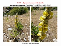 AtlasFlora 5 135 Verbascum giganteum