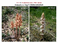 AtlasFlora 5 136 Orobanche